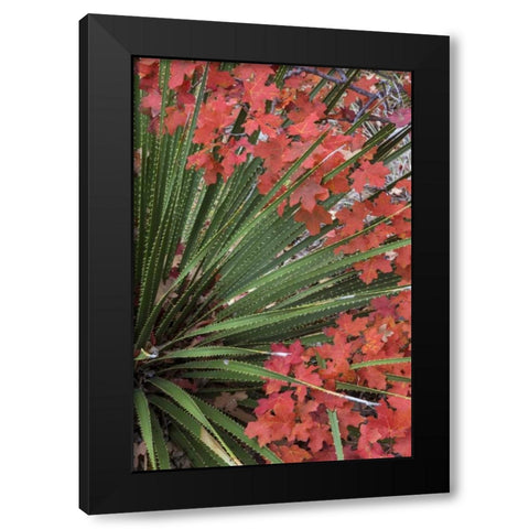 TX, Guadalupe Mts NP Bigtooth maple and sotol Black Modern Wood Framed Art Print with Double Matting by Paulson, Don