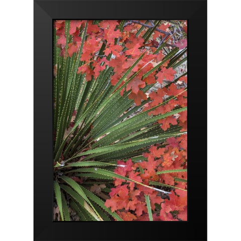 TX, Guadalupe Mts NP Bigtooth maple and sotol Black Modern Wood Framed Art Print by Paulson, Don