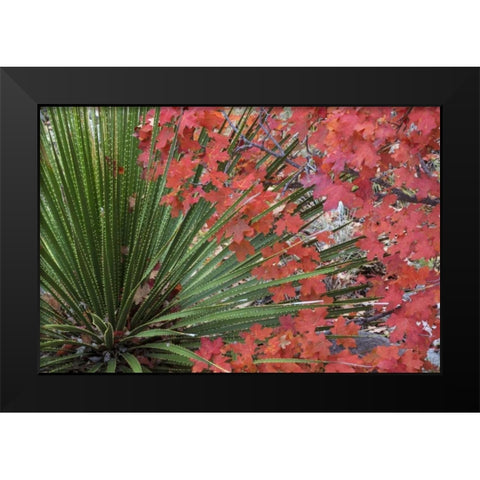 TX, Guadalupe Mts NP Bigtooth maple and sotol Black Modern Wood Framed Art Print by Paulson, Don