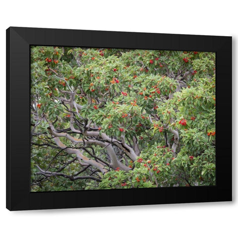 TX, Guadalupe Mts NP Texas madrona with berries Black Modern Wood Framed Art Print with Double Matting by Paulson, Don