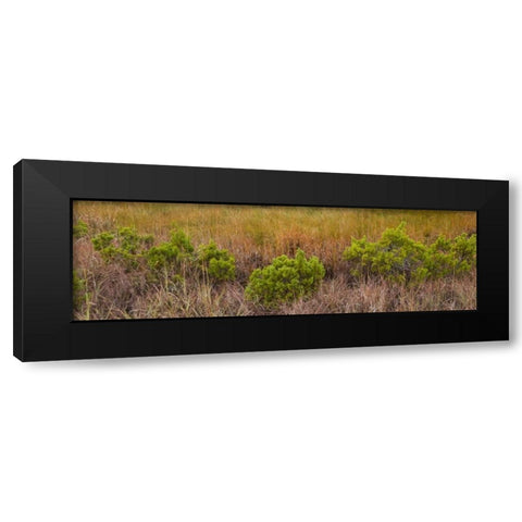 TX, Guadalupe Mountains NP Bushes and grasses Black Modern Wood Framed Art Print by Paulson, Don