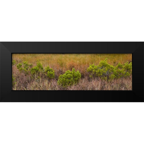 TX, Guadalupe Mountains NP Bushes and grasses Black Modern Wood Framed Art Print by Paulson, Don