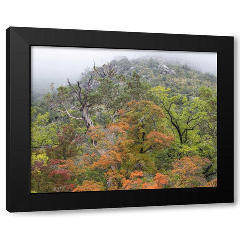 TX, Guadalupe Mountains NP McKittrick Canyon Black Modern Wood Framed Art Print with Double Matting by Paulson, Don
