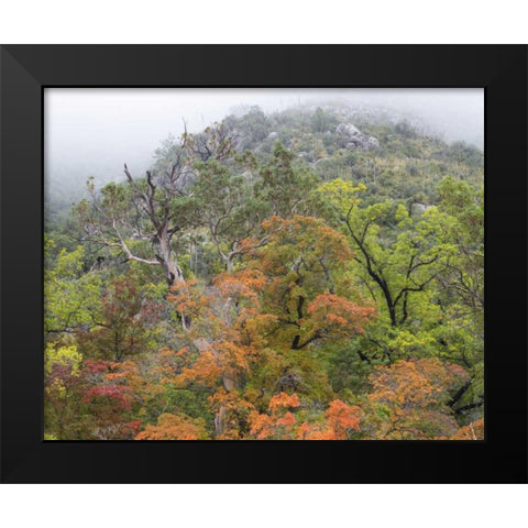 TX, Guadalupe Mountains NP McKittrick Canyon Black Modern Wood Framed Art Print by Paulson, Don
