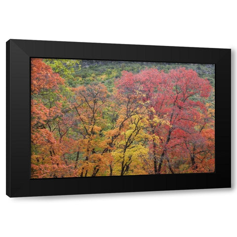 Texas, Guadalupe Mountains NP McKittrick Canyon Black Modern Wood Framed Art Print with Double Matting by Paulson, Don