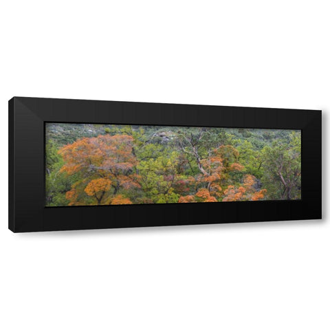 TX, Guadalupe Mts NP Scenic of McKittrick Canyon Black Modern Wood Framed Art Print by Paulson, Don