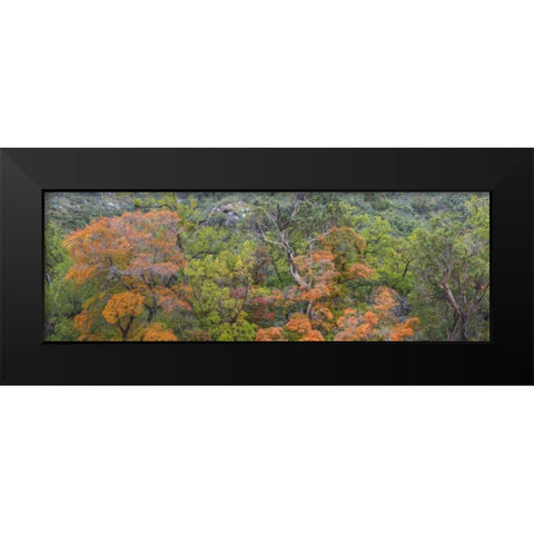 TX, Guadalupe Mts NP Scenic of McKittrick Canyon Black Modern Wood Framed Art Print by Paulson, Don