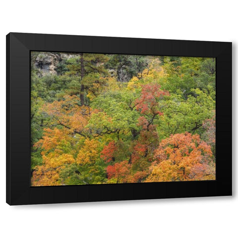 Texas, Guadalupe Mountains NP McKittrick Canyon Black Modern Wood Framed Art Print by Paulson, Don