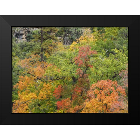 Texas, Guadalupe Mountains NP McKittrick Canyon Black Modern Wood Framed Art Print by Paulson, Don