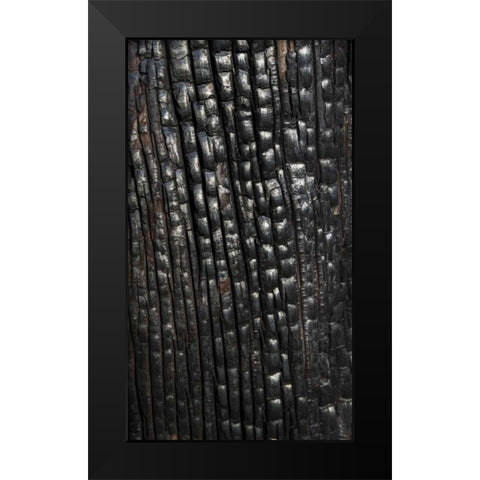 Texas, Guadalupe Mountains NP Burnt tree trunk Black Modern Wood Framed Art Print by Paulson, Don
