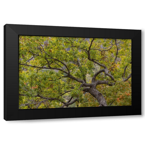 Texas, Guadalupe Mountains NP Scenic of oak tree Black Modern Wood Framed Art Print with Double Matting by Paulson, Don
