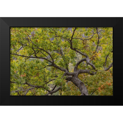 Texas, Guadalupe Mountains NP Scenic of oak tree Black Modern Wood Framed Art Print by Paulson, Don