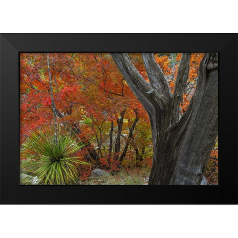 TX, Guadalupe Mts NP Bigtooth maple and juniper Black Modern Wood Framed Art Print by Paulson, Don