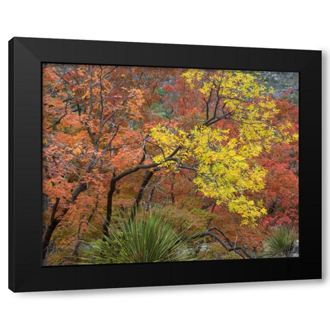 TX, Guadalupe Mts NP Bigtooth maples in fall Black Modern Wood Framed Art Print by Paulson, Don