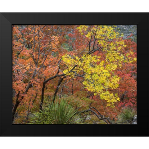 TX, Guadalupe Mts NP Bigtooth maples in fall Black Modern Wood Framed Art Print by Paulson, Don