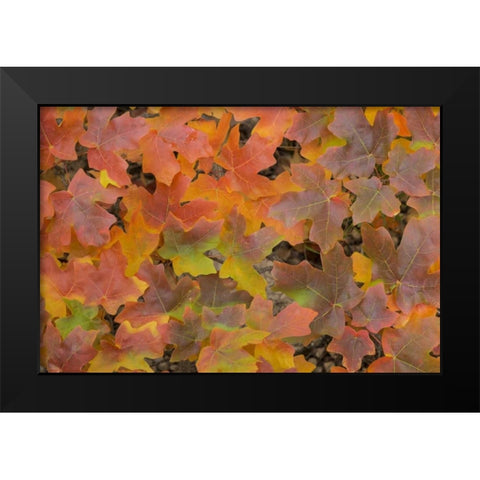 TX, Guadalupe Mts NP Bigtooth maple in autumn Black Modern Wood Framed Art Print by Paulson, Don