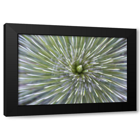 TX, Guadalupe Mountains NP Soap tree yucca plant Black Modern Wood Framed Art Print with Double Matting by Paulson, Don