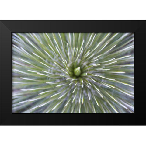 TX, Guadalupe Mountains NP Soap tree yucca plant Black Modern Wood Framed Art Print by Paulson, Don