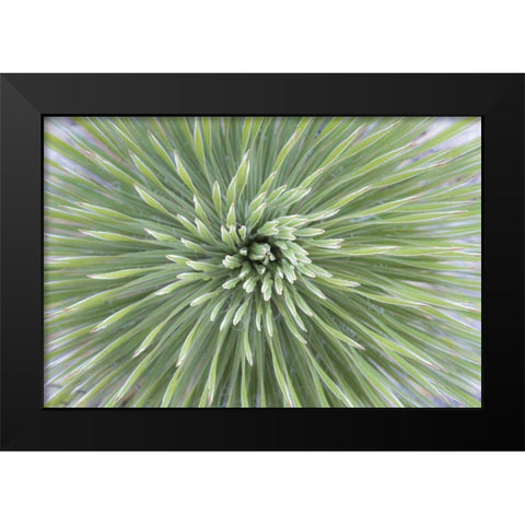 Texas, Guadalupe Mountains Soap tree yucca plant Black Modern Wood Framed Art Print by Paulson, Don