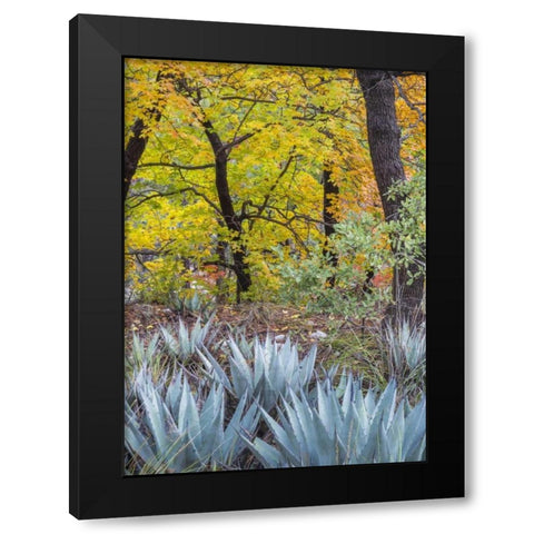 Texas, Guadalupe Mountains NP McKittrick Canyon Black Modern Wood Framed Art Print by Paulson, Don