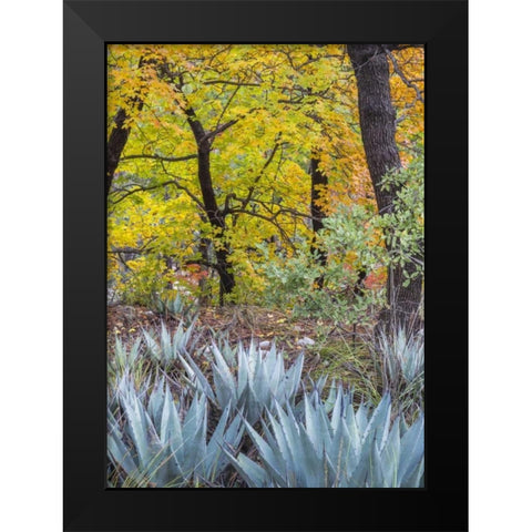 Texas, Guadalupe Mountains NP McKittrick Canyon Black Modern Wood Framed Art Print by Paulson, Don