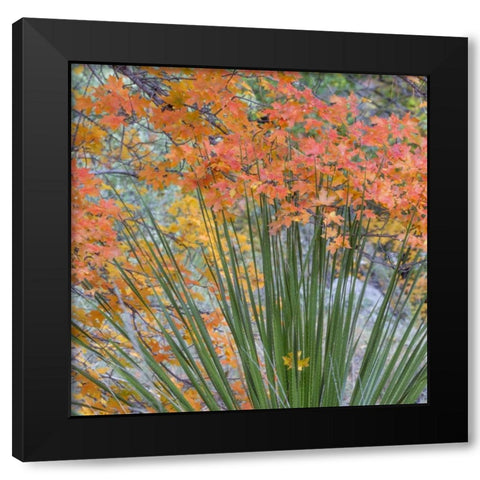 Texas, Guadalupe Mountains NP McKittrick Canyon Black Modern Wood Framed Art Print with Double Matting by Paulson, Don