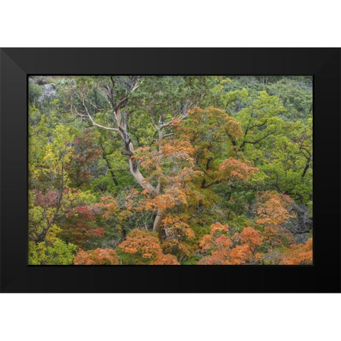 Texas, Guadalupe Mountains NP McKittrick Canyon Black Modern Wood Framed Art Print by Paulson, Don