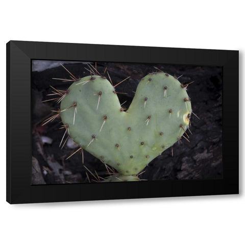 TX, Guadalupe Mountains NP Prickly-pear cactus Black Modern Wood Framed Art Print with Double Matting by Paulson, Don