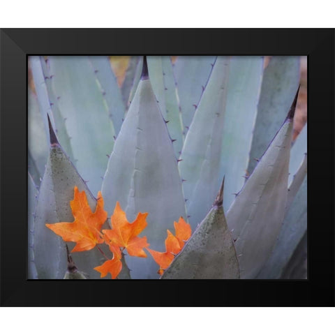 TX, Guadalupe Mts NP Bigtooth maple leaves Black Modern Wood Framed Art Print by Paulson, Don