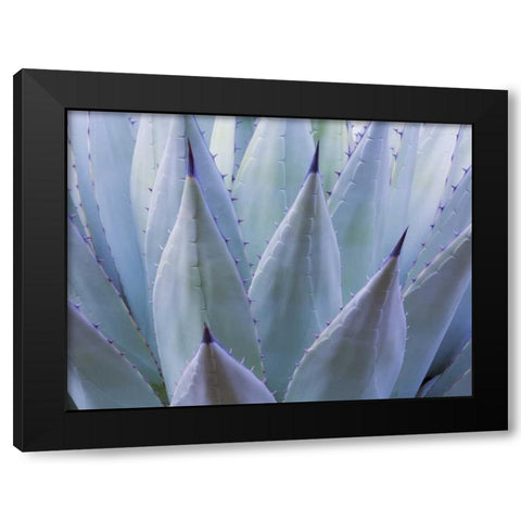 TX, Guadalupe Mts NP New Mexican agave plant Black Modern Wood Framed Art Print with Double Matting by Paulson, Don