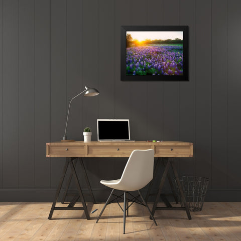 Texas-Llano County Sunrise abstract of field of bluebonnets Black Modern Wood Framed Art Print by Jaynes Gallery