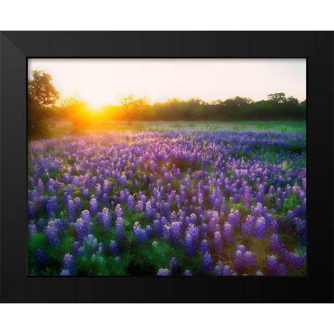 Texas-Llano County Sunrise abstract of field of bluebonnets Black Modern Wood Framed Art Print by Jaynes Gallery