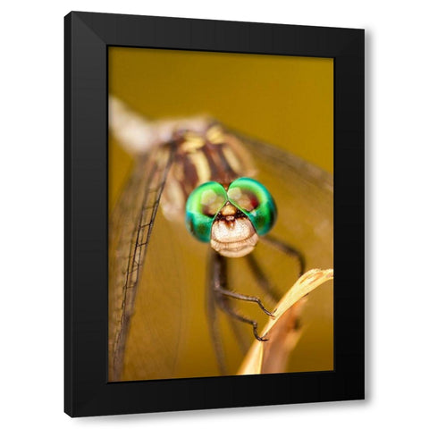 Texas-McMullen County Close-up of dragonfly Black Modern Wood Framed Art Print with Double Matting by Jaynes Gallery