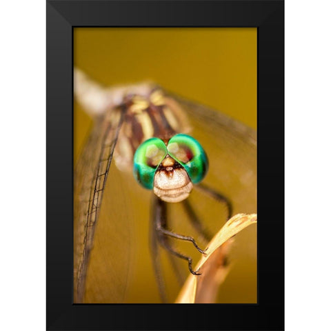 Texas-McMullen County Close-up of dragonfly Black Modern Wood Framed Art Print by Jaynes Gallery