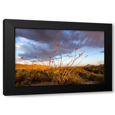 Ocotillo in Bloom At Sunrise Black Modern Wood Framed Art Print with Double Matting by Haney, Chuck