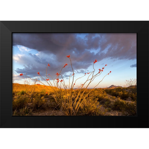 Ocotillo in Bloom At Sunrise Black Modern Wood Framed Art Print by Haney, Chuck
