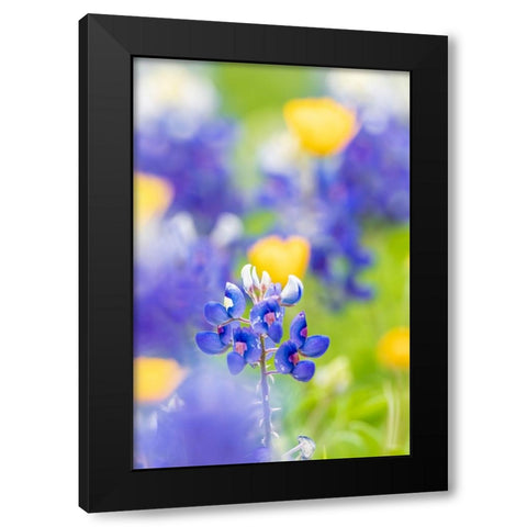 Johnson City-Texas-USA-Bluebonnet wildflowers in the Texas Hill Country Black Modern Wood Framed Art Print by Wilson, Emily M.