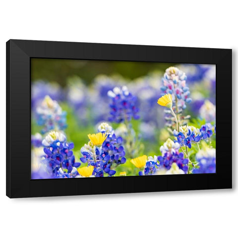 Johnson City-Texas-USA-Bluebonnet wildflowers in the Texas Hill Country Black Modern Wood Framed Art Print by Wilson, Emily M.