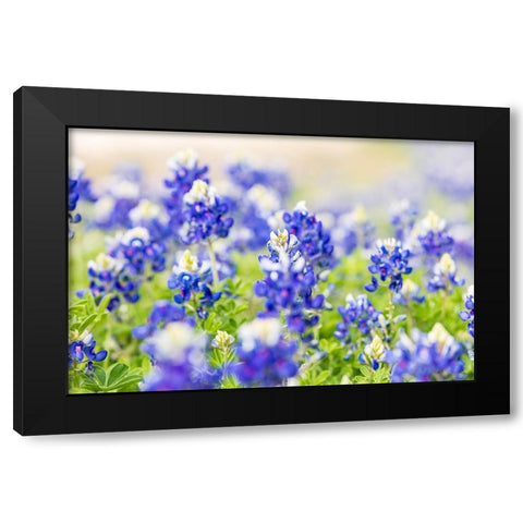Johnson City-Texas-USA-Bluebonnet wildflowers in the Texas Hill Country Black Modern Wood Framed Art Print by Wilson, Emily M.