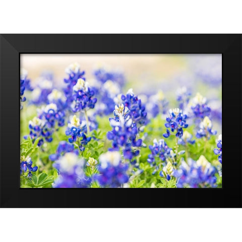 Johnson City-Texas-USA-Bluebonnet wildflowers in the Texas Hill Country Black Modern Wood Framed Art Print by Wilson, Emily M.