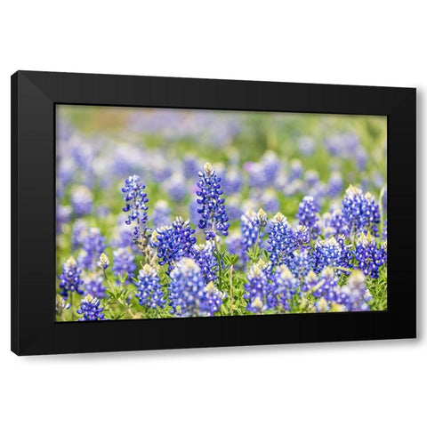 Johnson City-Texas-USA-Bluebonnet wildflowers in the Texas Hill Country Black Modern Wood Framed Art Print by Wilson, Emily M.