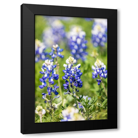 Johnson City-Texas-USA-Bluebonnet wildflowers in the Texas Hill Country Black Modern Wood Framed Art Print with Double Matting by Wilson, Emily M.