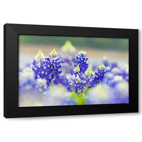 Spicewood-Texas-USA-Bluebonnet wildflowers in the Texas Hill Country Black Modern Wood Framed Art Print with Double Matting by Wilson, Emily M.