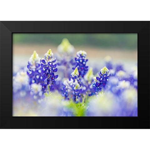 Spicewood-Texas-USA-Bluebonnet wildflowers in the Texas Hill Country Black Modern Wood Framed Art Print by Wilson, Emily M.