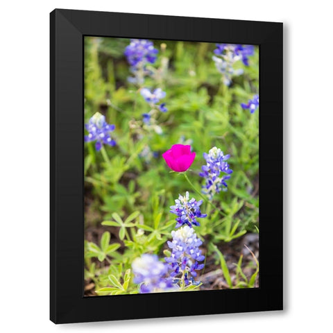 Llano-Texas-USA-Bluebonnet and Winecup wildflowers in the Texas Hill Country Black Modern Wood Framed Art Print with Double Matting by Wilson, Emily M.