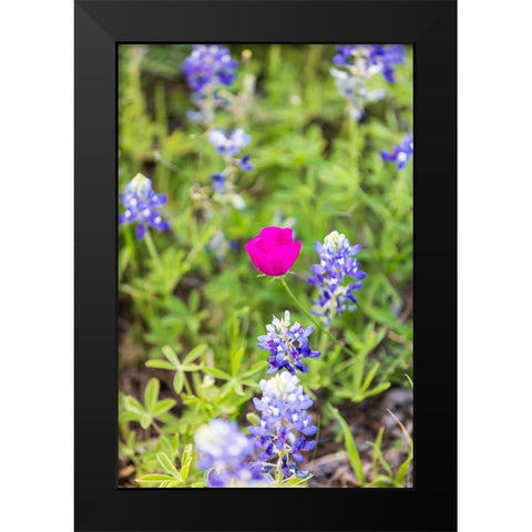Llano-Texas-USA-Bluebonnet and Winecup wildflowers in the Texas Hill Country Black Modern Wood Framed Art Print by Wilson, Emily M.