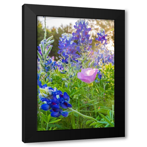 Lampasas-Texas-USA-Pink Evening Primrose and Bluebonnet wildflowers in the Texas Hill Country Black Modern Wood Framed Art Print by Wilson, Emily M.