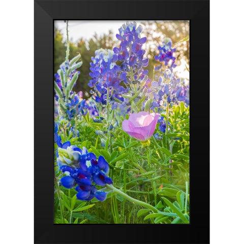 Lampasas-Texas-USA-Pink Evening Primrose and Bluebonnet wildflowers in the Texas Hill Country Black Modern Wood Framed Art Print by Wilson, Emily M.