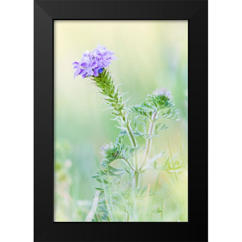 Lampasas-Texas-USA-Prairie Verbena wildflowers in the Texas Hill Country Black Modern Wood Framed Art Print by Wilson, Emily M.