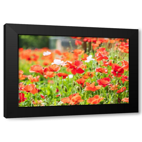Castroville-Texas-USA-Wild poppies in the Texas Hill Country Black Modern Wood Framed Art Print by Wilson, Emily M.